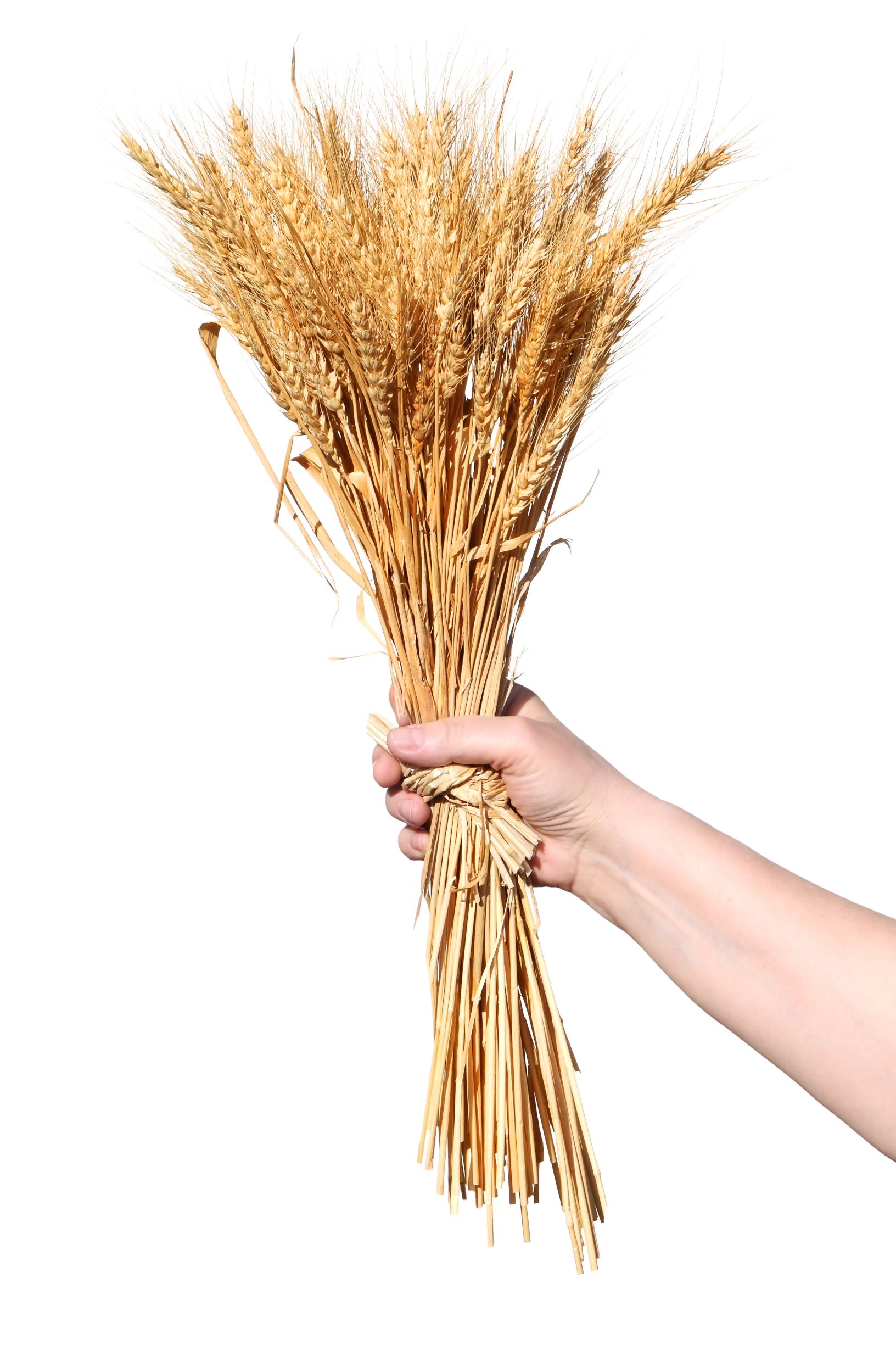 Wheat Sheaf2